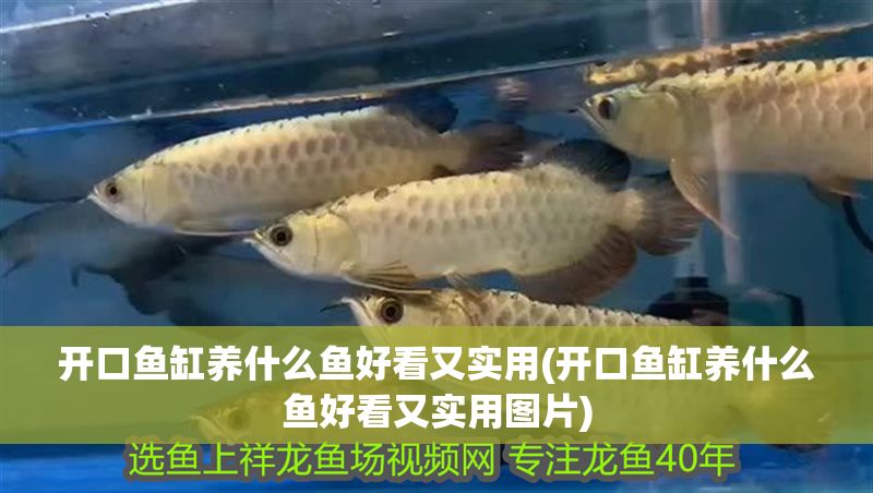 開口魚缸養什么魚好看又實用(開口魚缸養什么魚好看又實用圖片)