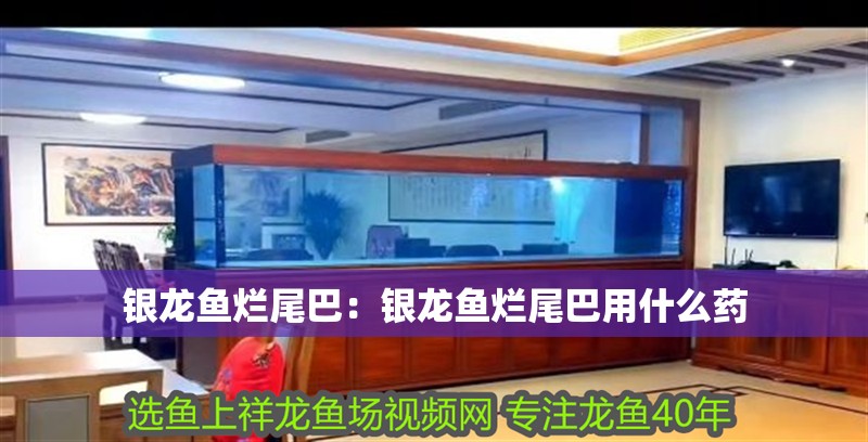 銀龍魚爛尾巴：銀龍魚爛尾巴用什么藥