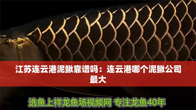 江蘇連云港泥鰍靠譜嗎：連云港哪個泥鰍公司最大
