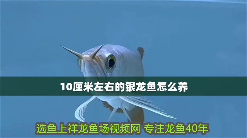 10厘米左右的銀龍魚怎么養
