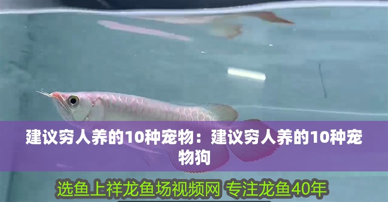 建議窮人養的10種寵物：建議窮人養的10種寵物狗