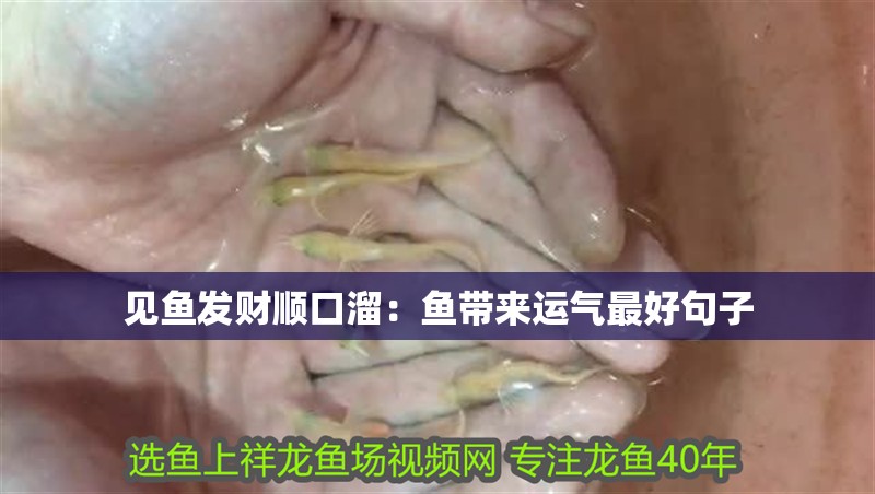 見魚發(fā)財(cái)順口溜：魚帶來運(yùn)氣最好句子