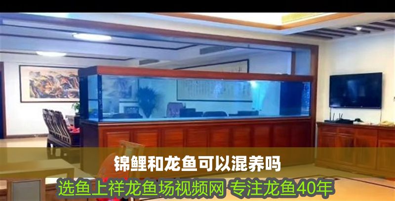 錦鯉和龍魚可以混養(yǎng)嗎 龍魚百科 第2張 錦鯉和龍魚可以混養(yǎng)嗎 錦鯉和龍魚可以混養(yǎng)嗎 龍魚百科 第2張