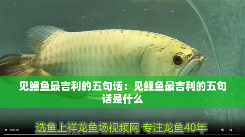 見(jiàn)鯉魚(yú)最吉利的五句話(huà)：見(jiàn)鯉魚(yú)最吉利的五句話(huà)是什么