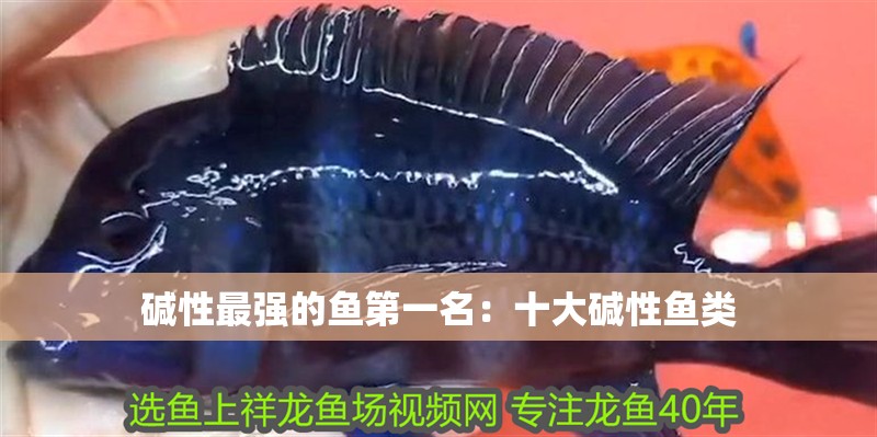 堿性最強的魚第一名：十大堿性魚類