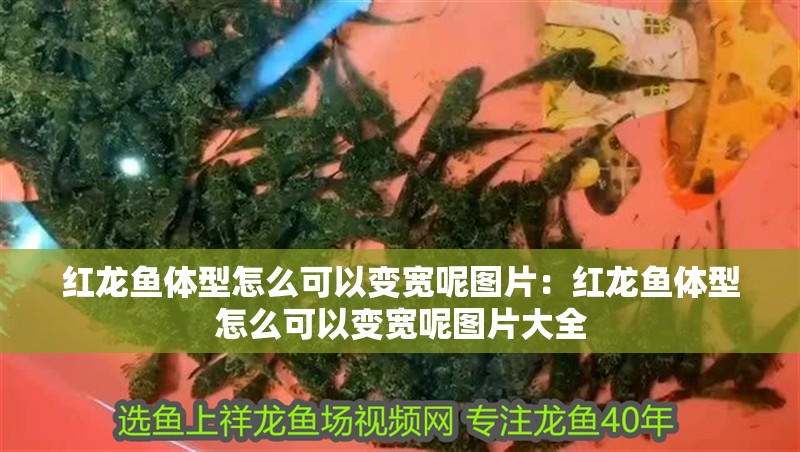 紅龍魚體型怎么可以變寬呢圖片：紅龍魚體型怎么可以變寬呢圖片大全
