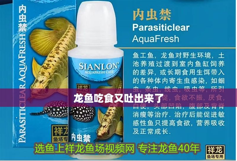 龍魚吃食又吐出來(lái)了