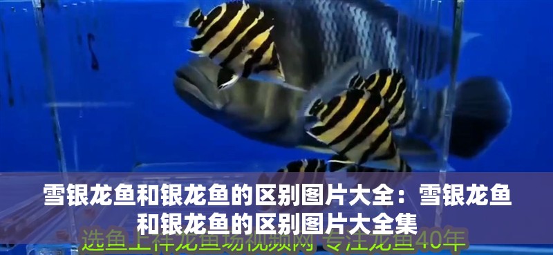 雪銀龍魚和銀龍魚的區(qū)別圖片大全：雪銀龍魚和銀龍魚的區(qū)別圖片大全集