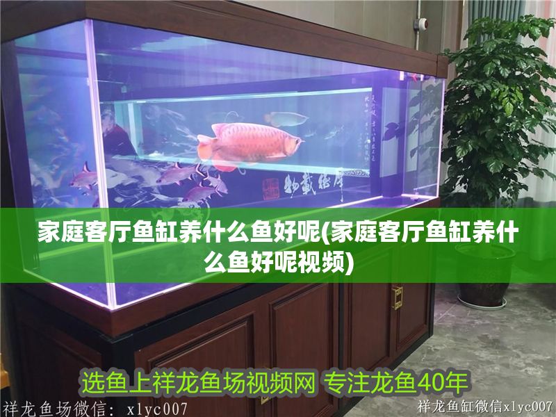 家庭客廳魚缸養什么魚好呢(家庭客廳魚缸養什么魚好呢視頻)
