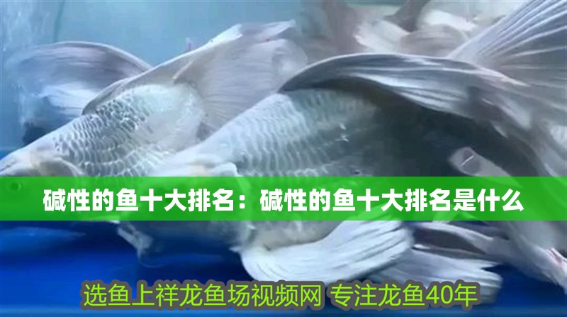 堿性的魚十大排名：堿性的魚十大排名是什么 堿性的魚十大排名：堿性的魚十大排名是什么 龍魚百科 第1張