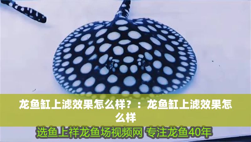 龍魚缸上濾效果怎么樣？：龍魚缸上濾效果怎么樣