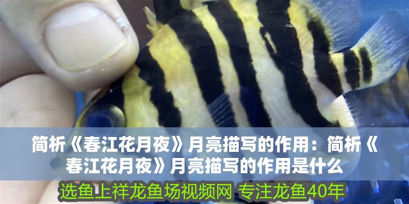 簡析《春江花月夜》月亮描寫的作用：簡析《春江花月夜》月亮描寫的作用是什么