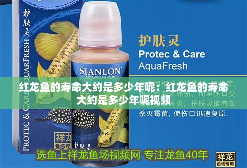 紅龍魚的壽命大約是多少年呢：紅龍魚的壽命大約是多少年呢視頻