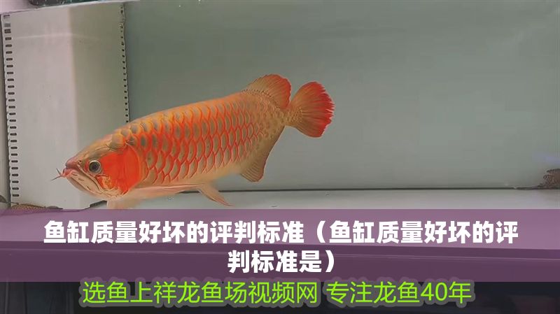 魚缸質量好壞的評判標準（魚缸質量好壞的評判標準是）