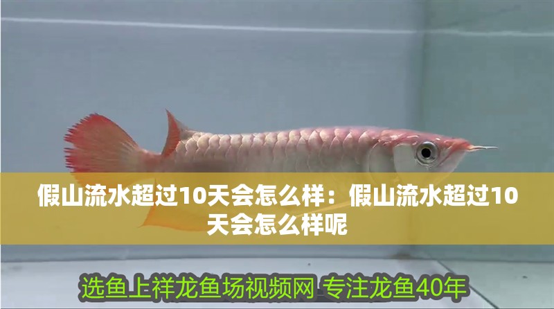 假山流水超過10天會怎么樣：假山流水超過10天會怎么樣呢