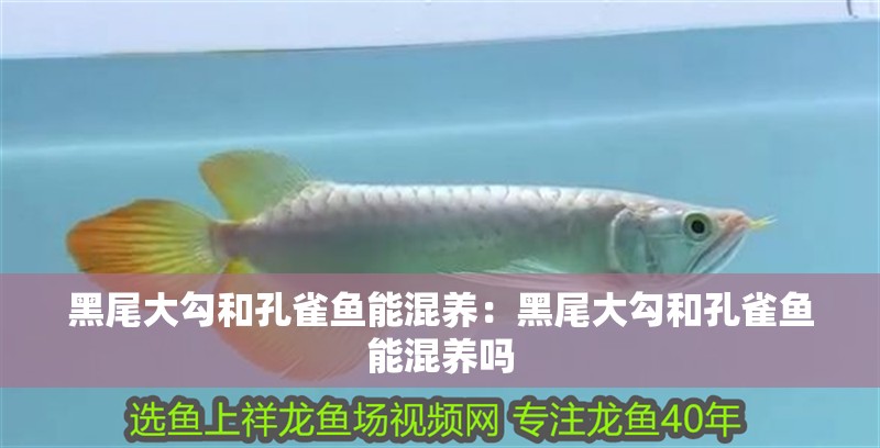 黑尾大勾和孔雀魚能混養：黑尾大勾和孔雀魚能混養嗎 黑尾大勾和孔雀魚能混養：黑尾大勾和孔雀魚能混養嗎 龍魚百科 第1張