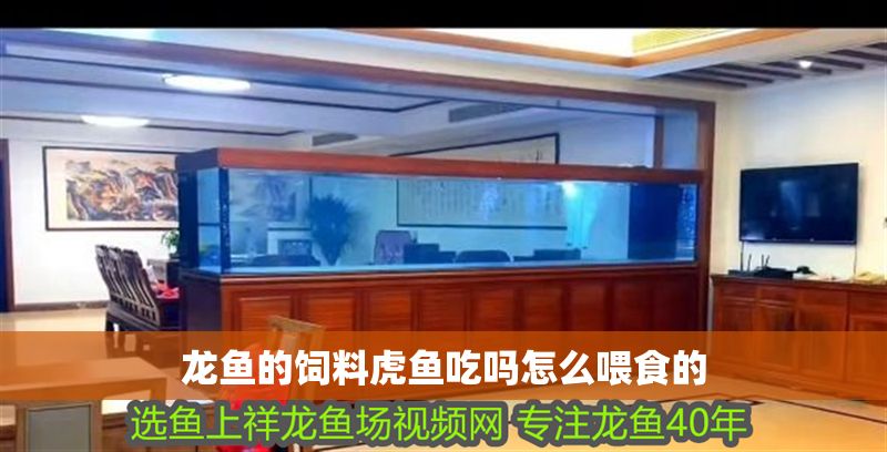 龍魚的飼料虎魚吃嗎怎么喂食的