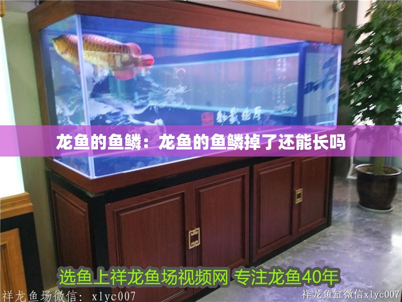 龍魚的魚鱗：龍魚的魚鱗掉了還能長嗎