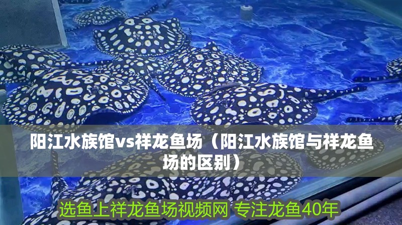 陽江水族館vs祥龍魚場（陽江水族館與祥龍魚場的區別）