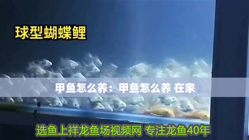 甲魚怎么養：甲魚怎么養 在家