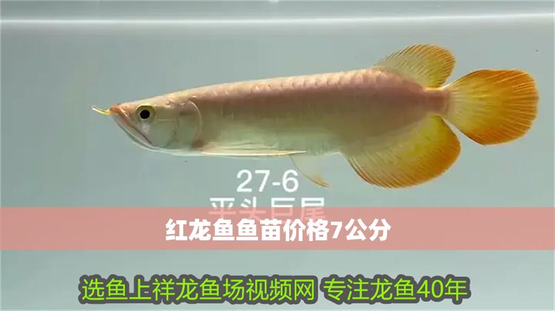 紅龍魚魚苗價格7公分