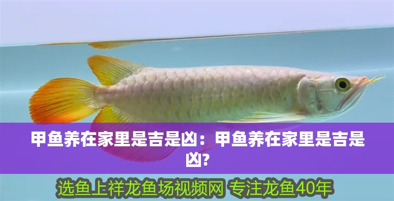 甲魚養在家里是吉是兇：甲魚養在家里是吉是兇?