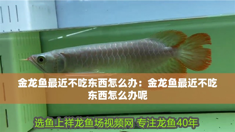 金龍魚最近不吃東西怎么辦：金龍魚最近不吃東西怎么辦呢