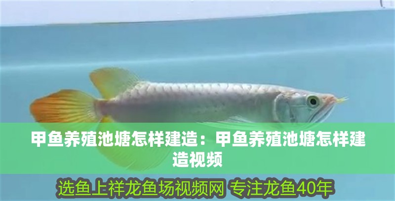 甲魚養(yǎng)殖池塘怎樣建造：甲魚養(yǎng)殖池塘怎樣建造視頻