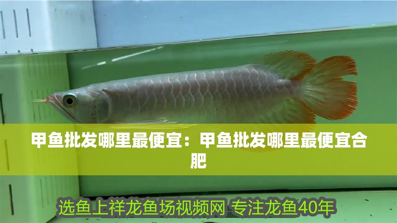 甲魚批發(fā)哪里最便宜：甲魚批發(fā)哪里最便宜合肥