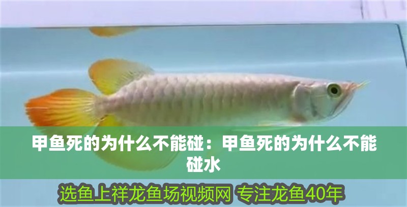 甲魚死的為什么不能碰：甲魚死的為什么不能碰水 甲魚死的為什么不能碰：甲魚死的為什么不能碰水 龍魚百科 第1張