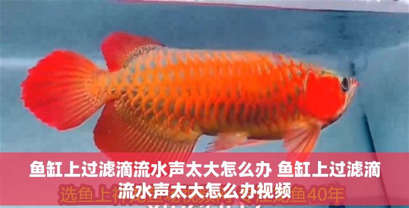 魚缸上過(guò)濾滴流水聲太大怎么辦 魚缸上過(guò)濾滴流水聲太大怎么辦視頻 龍魚百科 第1張 魚缸上過(guò)濾滴流水聲太大怎么辦 魚缸上過(guò)濾滴流水聲太大怎么辦視頻 魚缸上過(guò)濾滴流水聲太大怎么辦 魚缸上過(guò)濾滴流水聲太大怎么辦視頻 龍魚百科 第1張