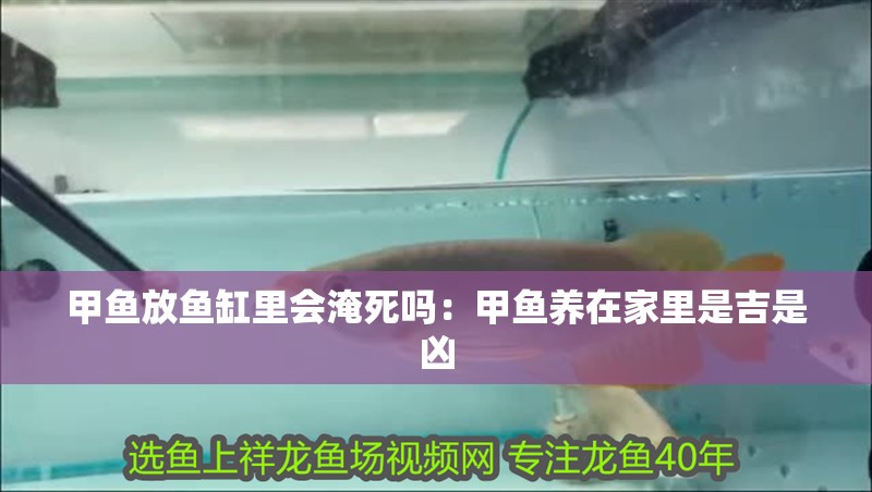 甲魚放魚缸里會淹死嗎：甲魚養在家里是吉是兇