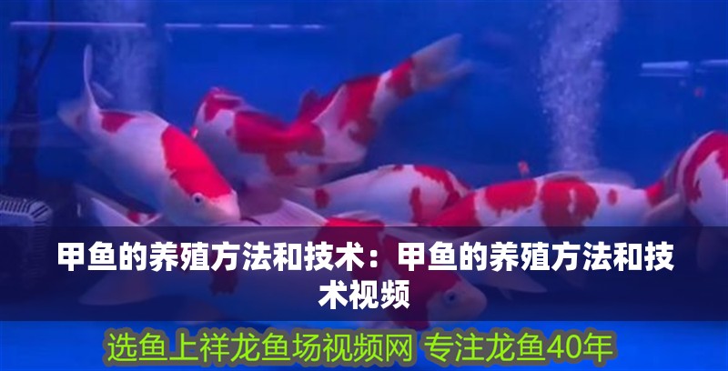 甲魚的養殖方法和技術：甲魚的養殖方法和技術視頻