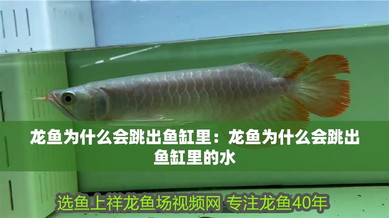 龍魚為什么會跳出魚缸里：龍魚為什么會跳出魚缸里的水