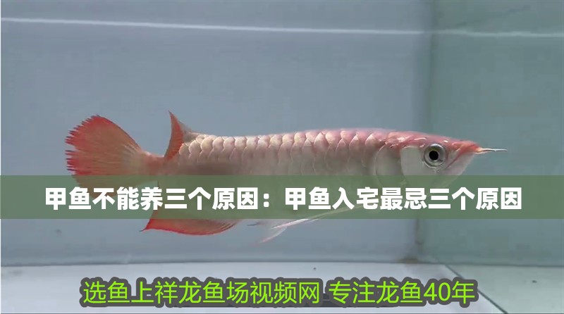 甲魚不能養(yǎng)三個原因:甲魚入宅最忌三個原因 龍魚百科 第2張 甲魚不能養(yǎng)三個原因:甲魚入宅最忌三個原因 甲魚不能養(yǎng)三個原因:甲魚入宅最忌三個原因 龍魚百科 第2張