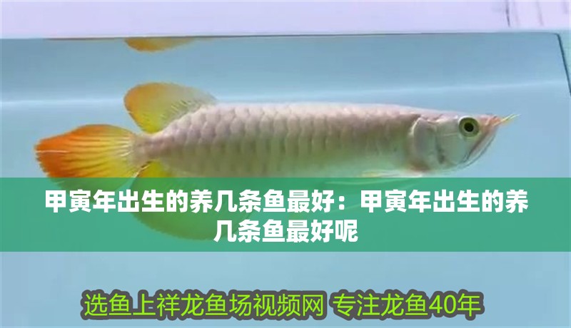 甲寅年出生的養幾條魚最好：甲寅年出生的養幾條魚最好呢