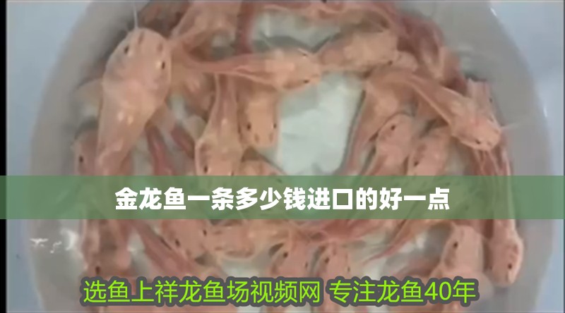 金龍魚一條多少錢進口的好一點