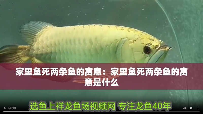 家里魚死兩條魚的寓意：家里魚死兩條魚的寓意是什么