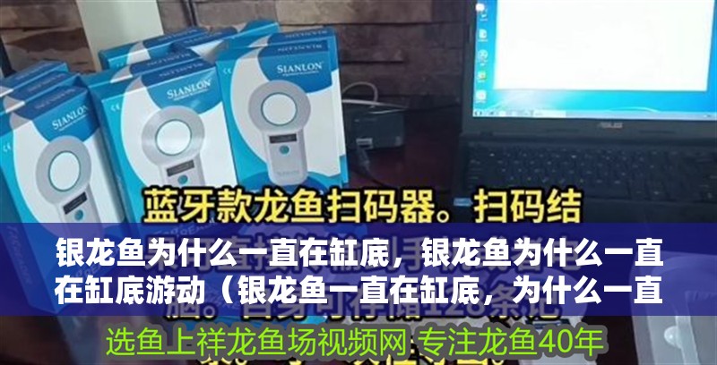 銀龍魚為什么一直在缸底，銀龍魚為什么一直在缸底游動（銀龍魚一直在缸底，為什么一直在缸底） 銀龍魚為什么一直在缸底，銀龍魚為什么一直在缸底游動（銀龍魚一直在缸底，為什么一直在缸底） 銀龍魚百科