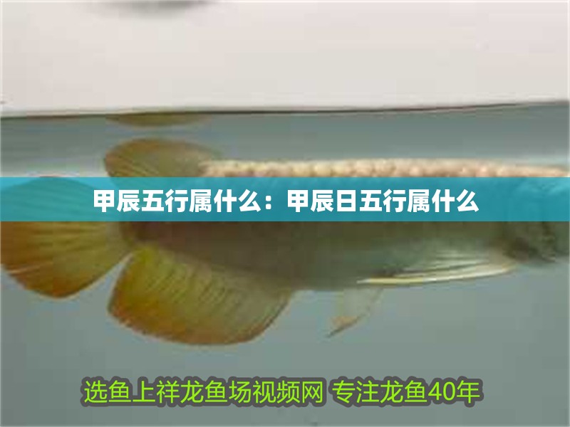 甲辰五行屬什么：甲辰日五行屬什么 甲辰五行屬什么：甲辰日五行屬什么 龍魚百科 第1張