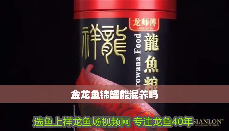 金龍魚錦鯉能混養嗎