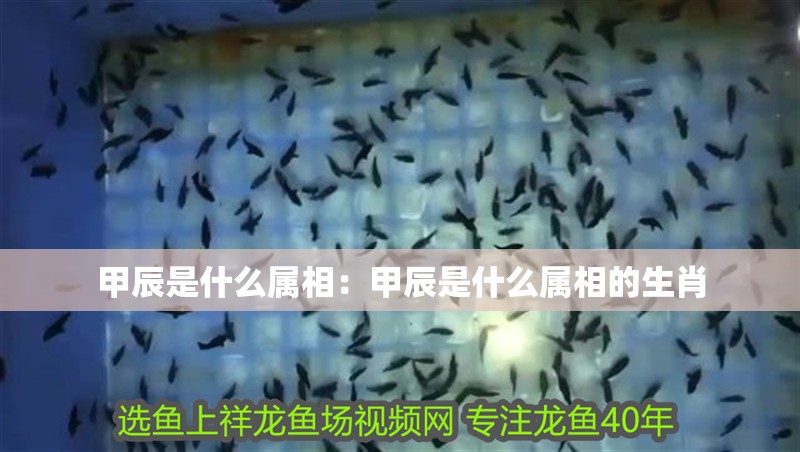 甲辰是什么屬相：甲辰是什么屬相的生肖 甲辰是什么屬相：甲辰是什么屬相的生肖 龍魚百科 第2張