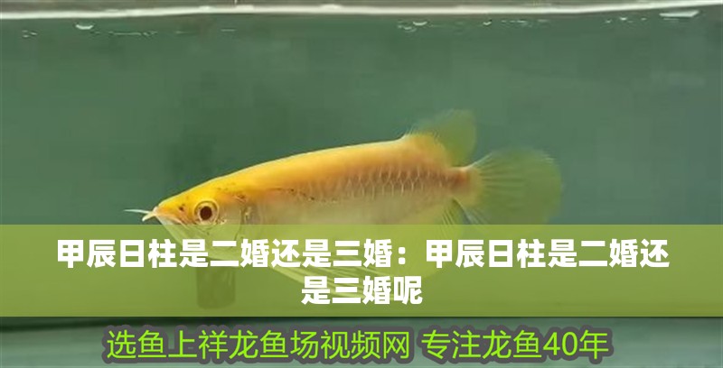 甲辰日柱是二婚還是三婚：甲辰日柱是二婚還是三婚呢