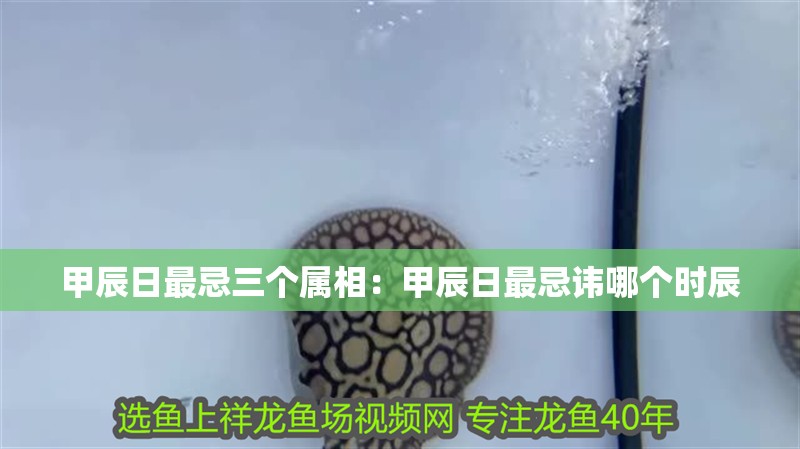 甲辰日最忌三個(gè)屬相：甲辰日最忌諱哪個(gè)時(shí)辰