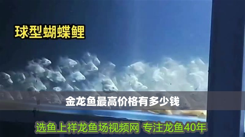 金龍魚最高價格有多少錢 金龍魚最高價格有多少錢 龍魚百科 第2張