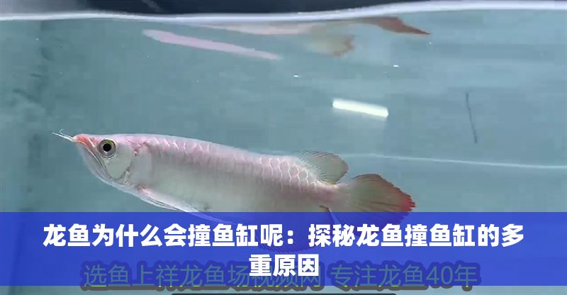 龍魚為什么會撞魚缸呢：探秘龍魚撞魚缸的多重原因