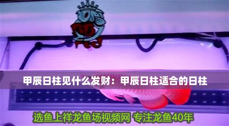 甲辰日柱見什么發財:甲辰日柱適合的日柱 龍魚百科 第2張 甲辰日柱見什么發財:甲辰日柱適合的日柱 甲辰日柱見什么發財:甲辰日柱適合的日柱 龍魚百科 第2張