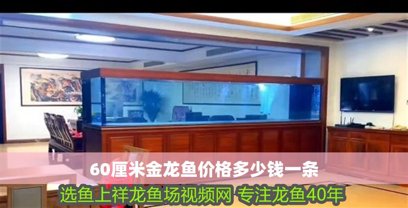 60厘米金龍魚價(jià)格多少錢一條 60厘米金龍魚價(jià)格多少錢一條 龍魚百科 第1張