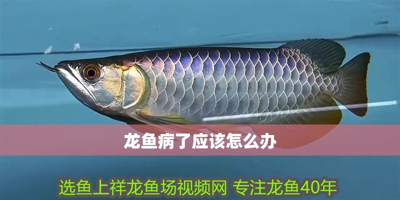 龍魚病了應該怎么辦