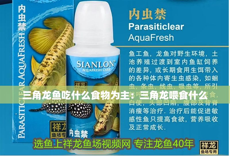 三角龍魚吃什么食物為主：三角龍喂食什么 三角龍魚吃什么食物為主：三角龍喂食什么 龍魚百科 第1張